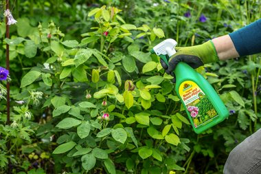 Fungisan_Rosen-_und_Buxus-Pilzfrei_anwendungsfertig_0006.jpg