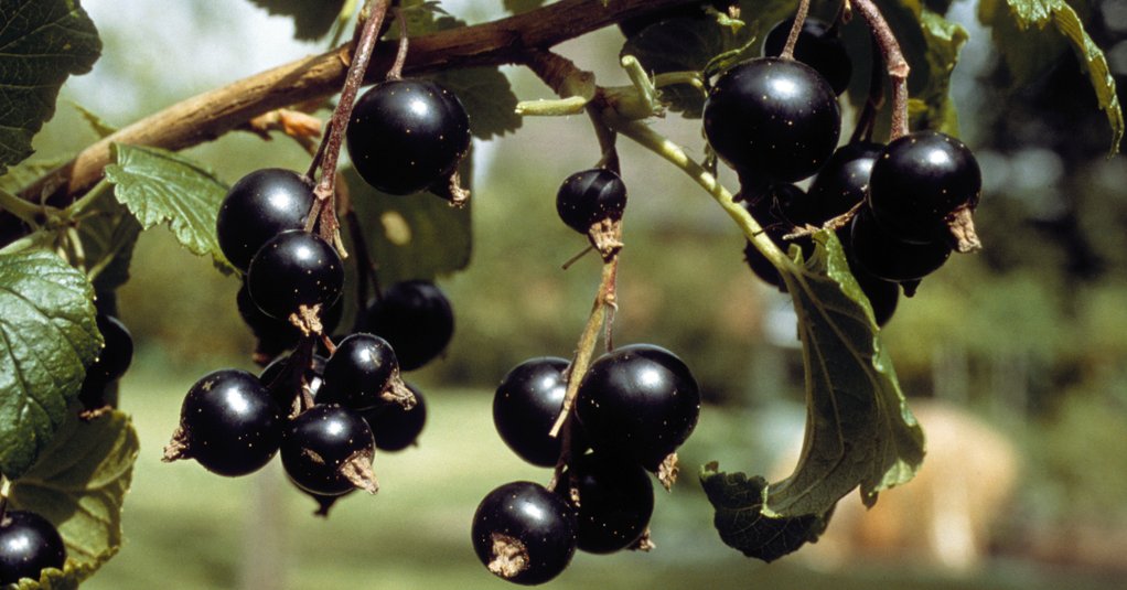 Schwarze Johannisbeeren