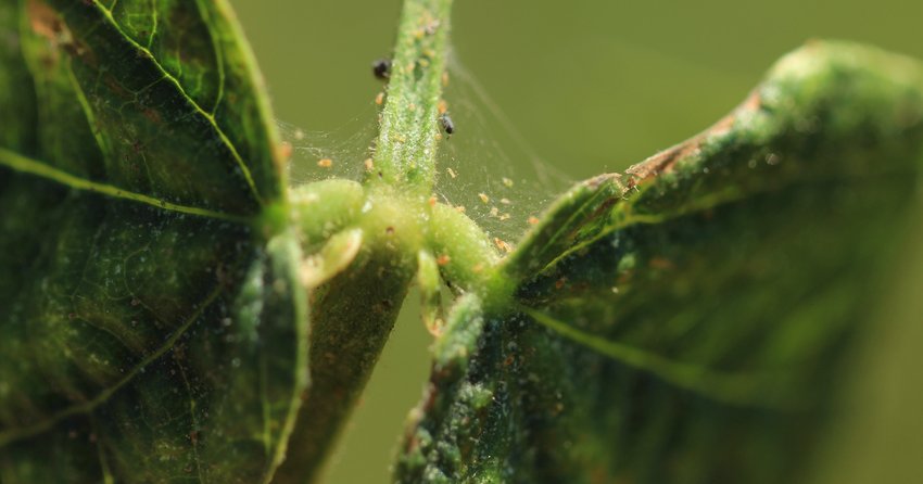 Spinnmilben an Sommerblumen