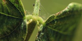 Spinnmilben an Heidelbeeren