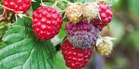 Grauschimmel an Himbeeren