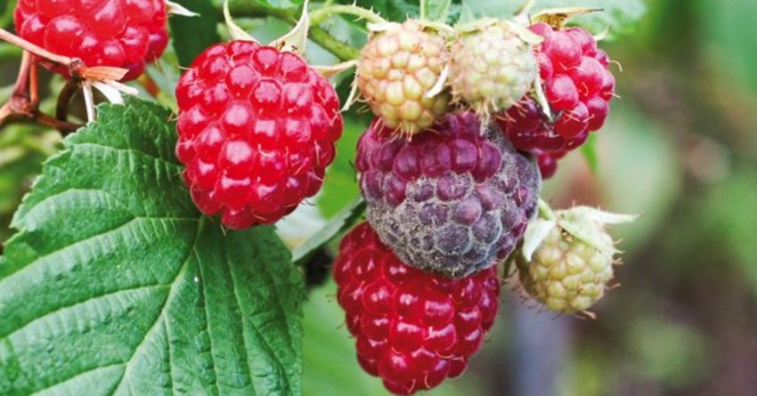 Grauschimmel an Himbeeren