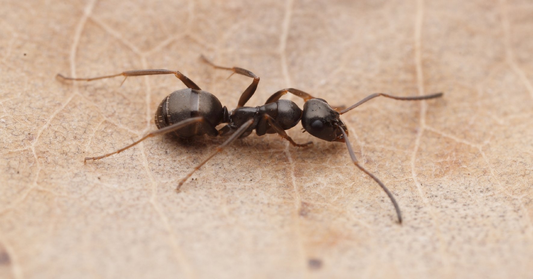 Sklavenameise Formica fusca