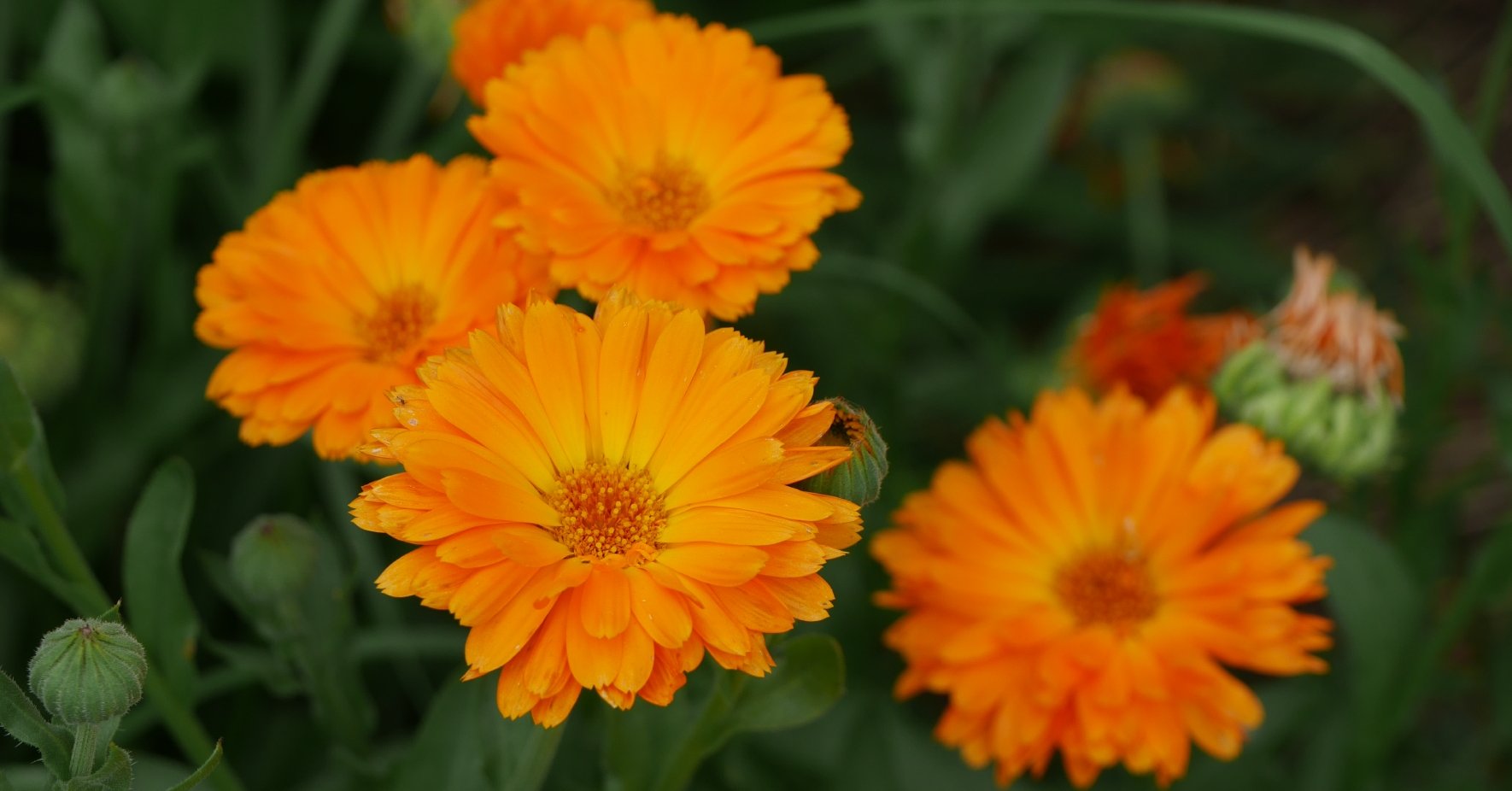 Calendula