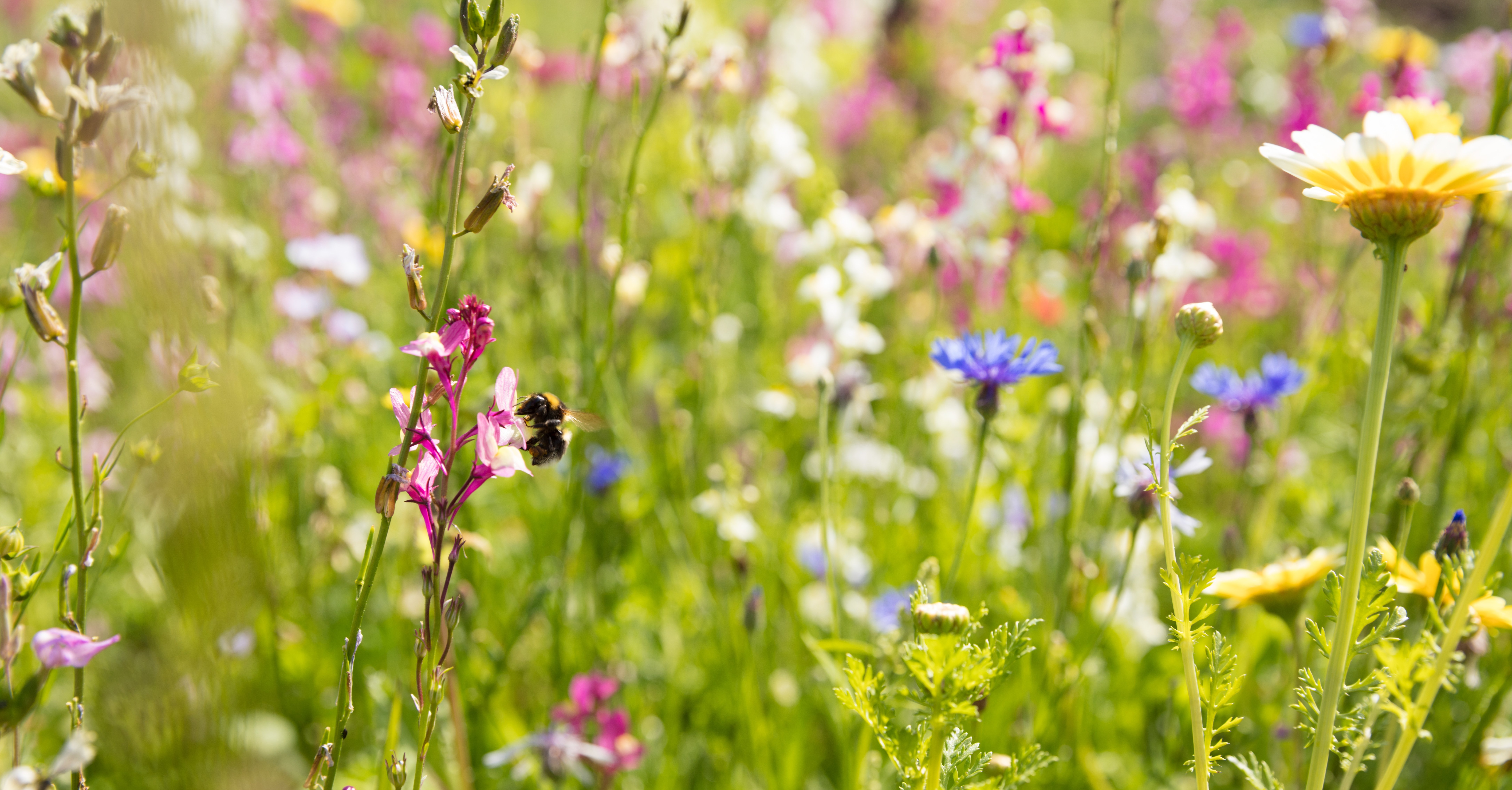 Blumenwiese anlegen