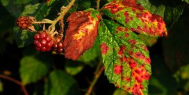 Rostpilze an Brombeeren