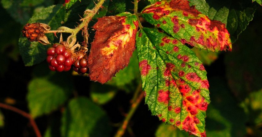 Rostpilze an Brombeeren