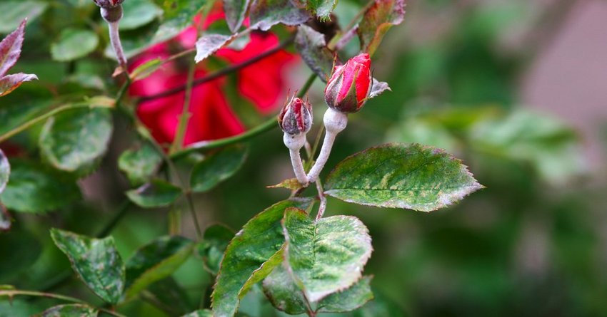 Echter Mehltau an Rosen