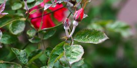 Echter Mehltau an Rosen