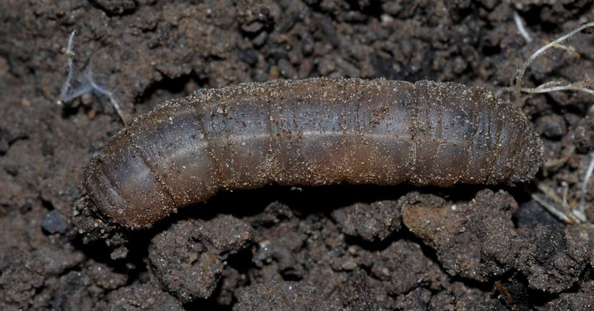 Wiesenschnake an Chili