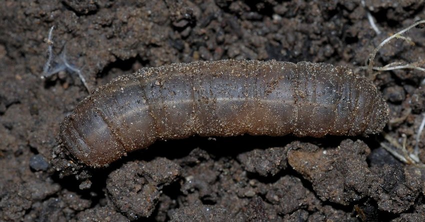 Wiesenschnake an Paprika