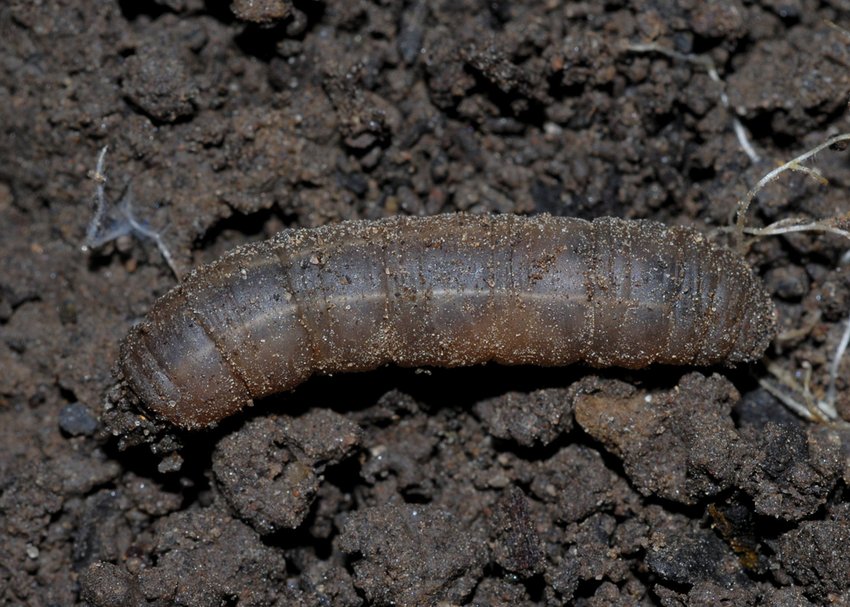 Wiesenschnake am Kürbis