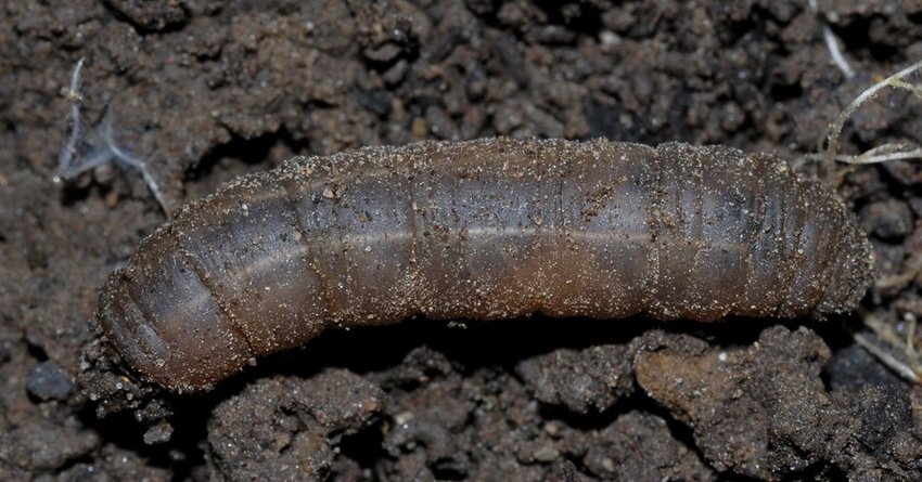 Wiesenschnake an Radieschen