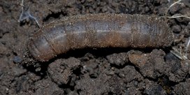 Wiesenschnake an Kräutern