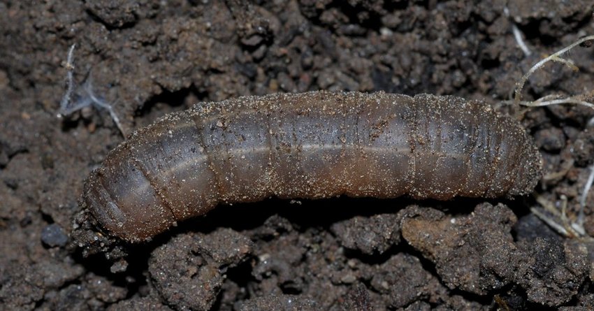 Wiesenschnake an Salat