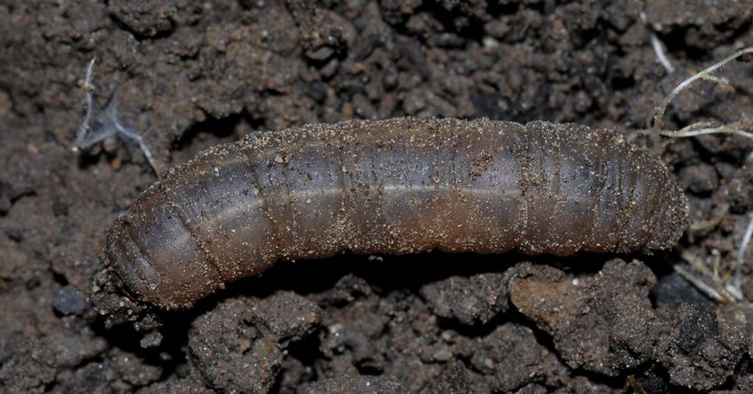 Wiesenschnake an Möhren