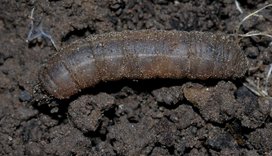 Wiesenschnake am Kürbis