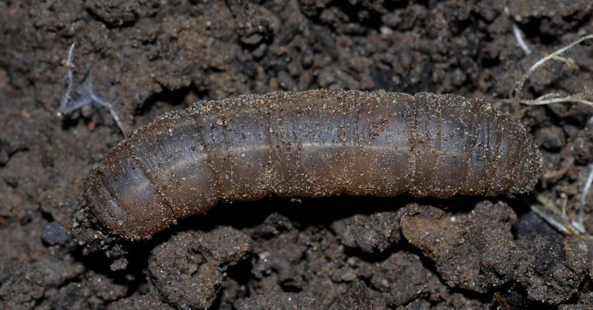 Wiesenschnake an Porree