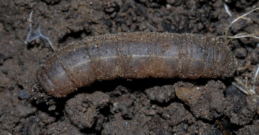 Wiesenschnake an Bohnen