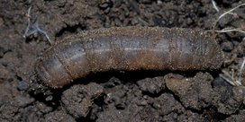 Wiesenschnaken an Grünkohl