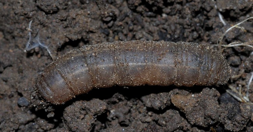 Wiesenschnake an Kartoffeln