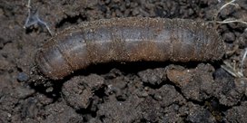 Wiesenschnake an Radieschen