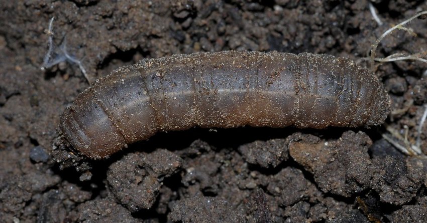 Wiesenschnaken an Grünkohl