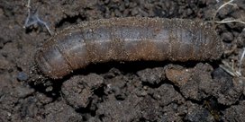 Wiesenschnake an Zucchini