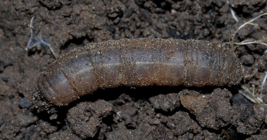 Wiesenschnake am Kohl