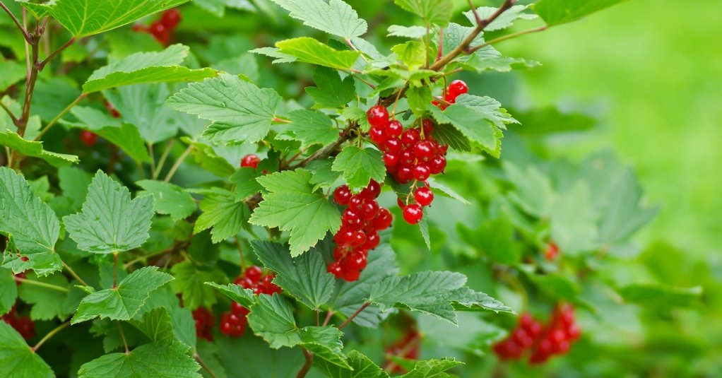 Johannisbeeren am Strauch