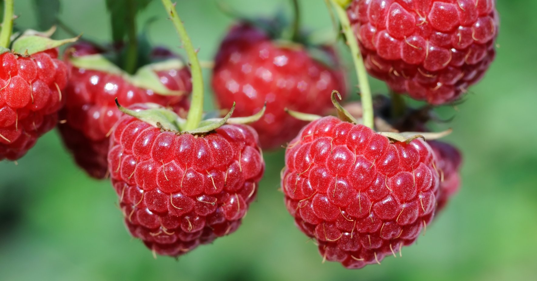 Reife Himbeeren 