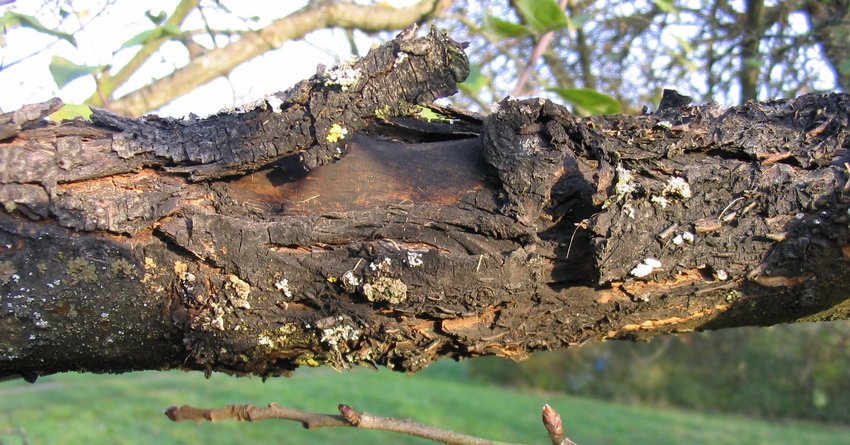 Schwarzer Rindenbrand am Apfelbaum