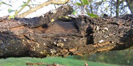 Schwarzer Rindenbrand am Apfelbaum