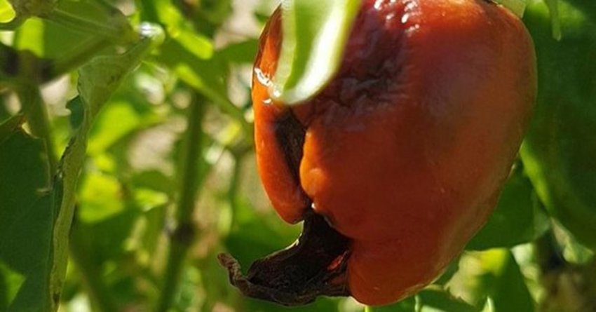 Blütenendfäule an Paprika