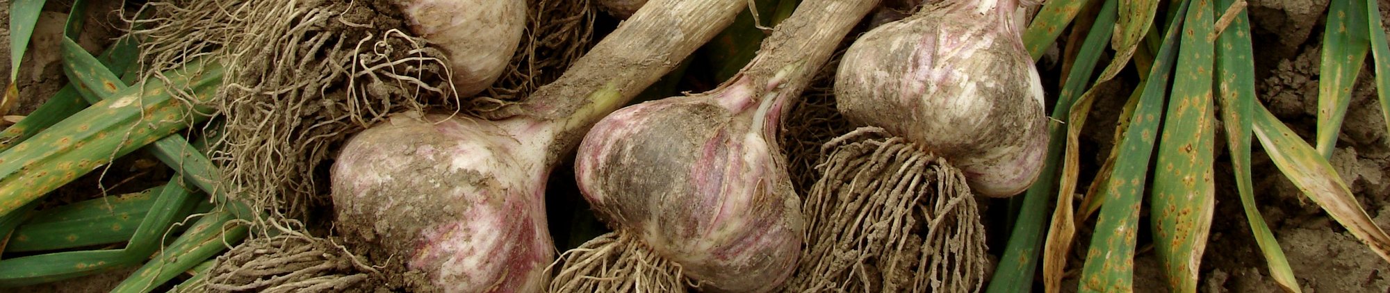 Knoblauch anpflanzen