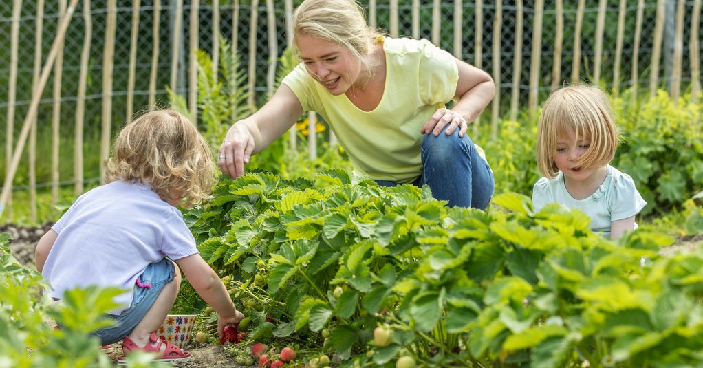 Erdbeeren pflegen und ernten