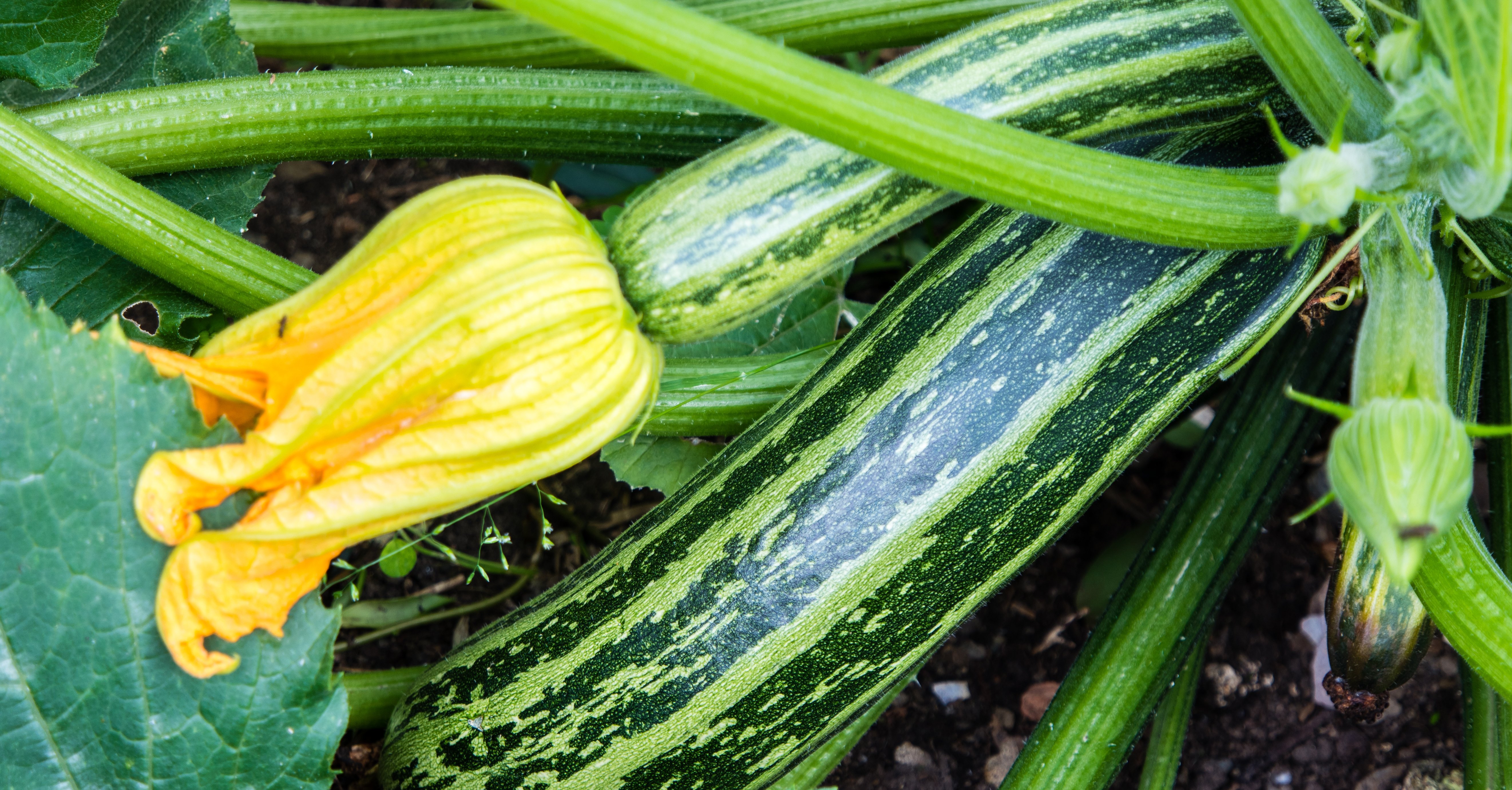 Zucchini