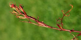 Fadenblättrigkeit an Rosen