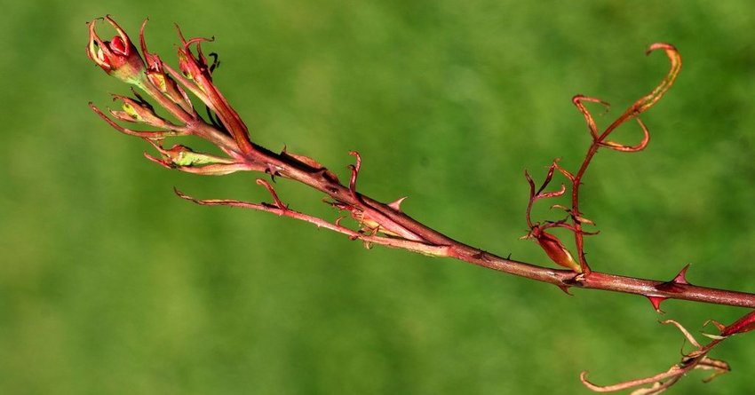 Fadenblättrigkeit an Rosen