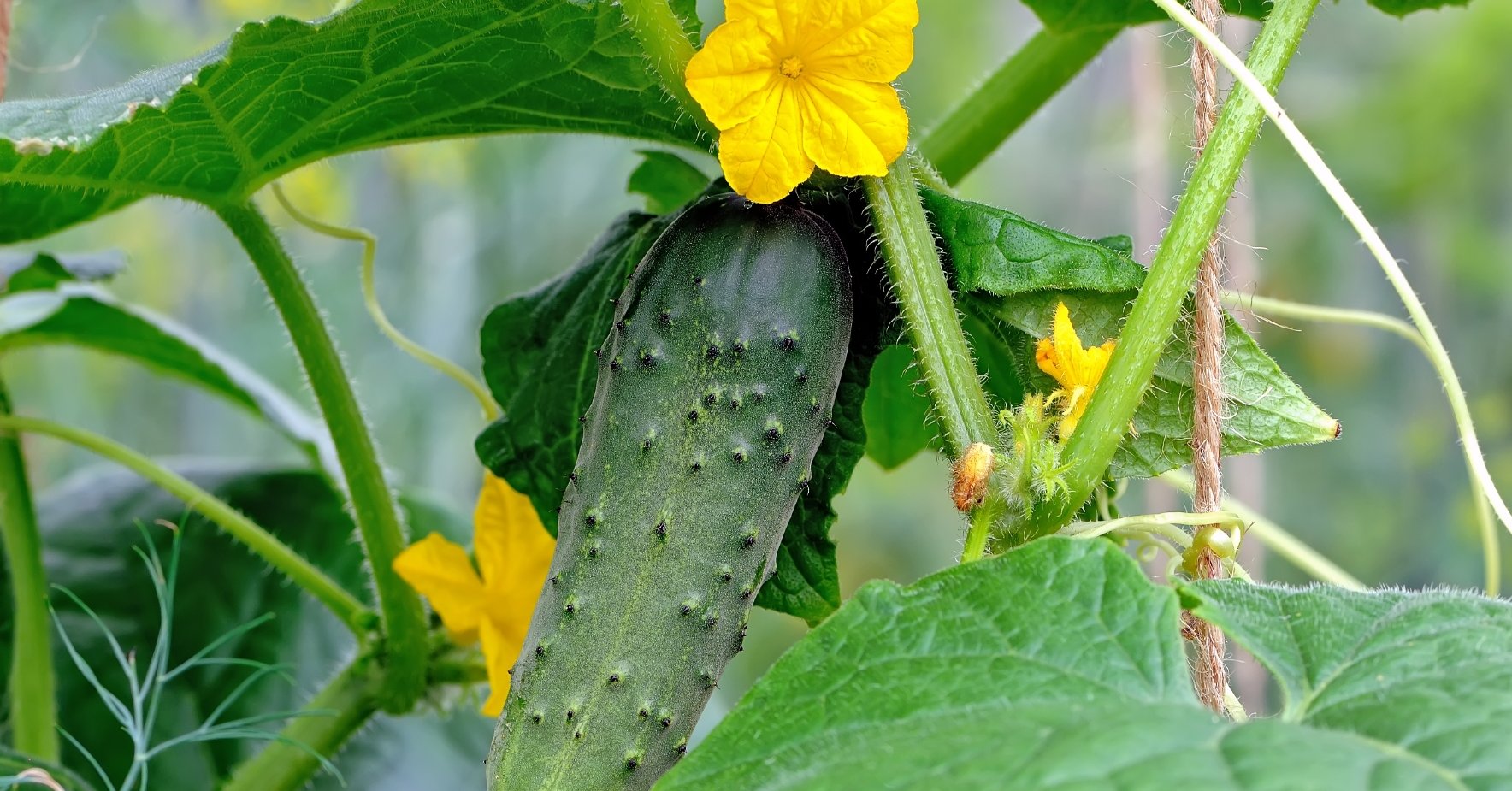 Gurke mit Blüte