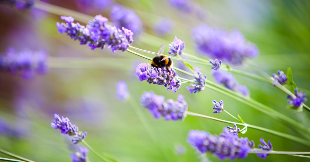 Hummel an Lavendel