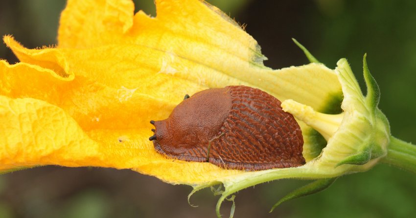 Schnecke an Gurke