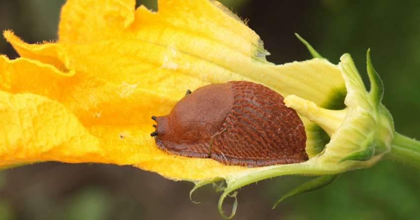 Schnecke an Kürbis