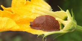 Schnecke an Zucchini