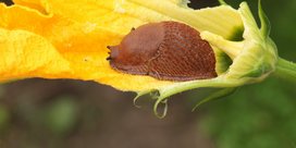 Schnecke an Kürbis