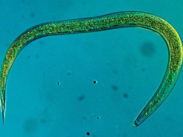 Nematoden