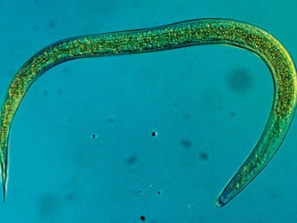 Nematoden