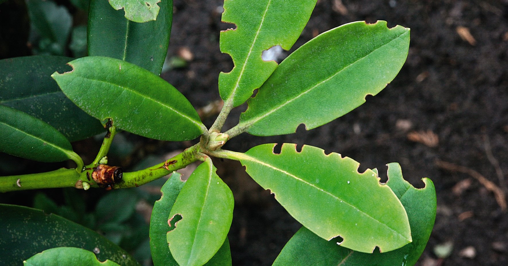 Fraßschaden des Dickmaulrüsslers an Rhododendron