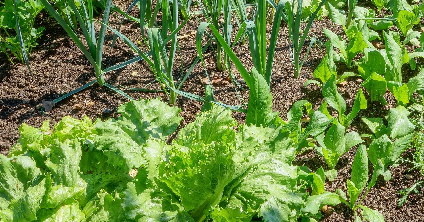 Gemüsebeet im Garten