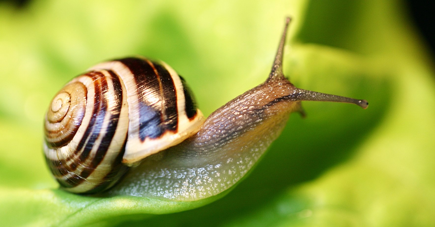 Hainschnirkelschnecke